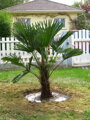 Trachycarpus Wagnerianus - 10ks semien