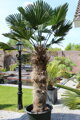 Trachycarpus wagnerianus kmeň 170cm výška celkom 235-255cm