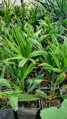 Trachycarpus wagnerianus semenáč 15 Lt.