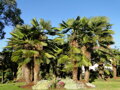 Trachycarpus Wagnerianus - 10ks semien