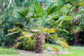 Trachycarpus wagnerianus kmeň 170cm výška celkom 235-255cm