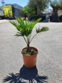 Trachycarpus wagnerianus 60 - 80cm