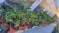 Trachycarpus wagnerianus 60 - 90cm