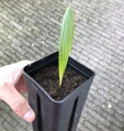 Trachycarpus Wagnerianus - 10ks semien