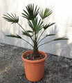 Trachycarpus wagnerianus kmeň 170cm výška celkom 235-255cm