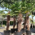 Trachycarpus wagnerianus kmeň 170cm výška celkom 235-255cm