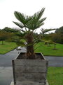 Trachycarpus wagnerianus kmeň 170cm výška celkom 235-255cm