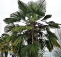 Trachycarpus wagnerianus kmeň 170cm výška celkom 235-255cm
