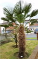 Trachycarpus wagnerianus kmeň 170cm výška celkom 235-255cm