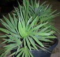 Trithrinax Campestris 70-90cm