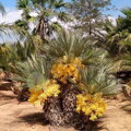 Trithrinax Campestris 70-90cm