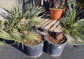 Trithrinax Campestris 70-90cm