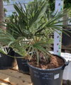 Trithrinax Campestris 70-90cm