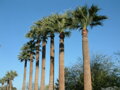 Washingtonia Robusta - 10ks semien