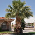 Washingtonia Robusta - 10ks semien