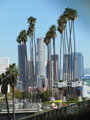 Washingtonia robusta - Los Angeles