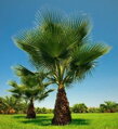 Washingtonia robusta 