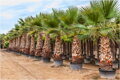 Washingtonia Robusta - 10ks semien
