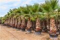 Washingtonia robusta - farma