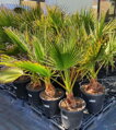 Washingtonia Robusta - 10ks semien