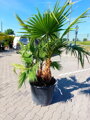 Washingtonia Robusta multikmeň 60-80cm