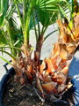 Washingtonia Robusta multikmeň 60-80cm