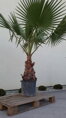 PALMA WASHINGTONIA ROBUSTA 180-220cm