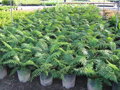 Dicksonia antarctica kmeň 20-30cm