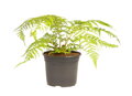 Dicksonia antarctica kmeň 20-30cm
