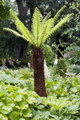 Dicksonia antarctica kmeň 20-30cm