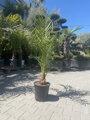 Phoenix Canariensis 10L