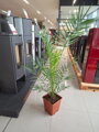 Phoenix Canariensis 130cm