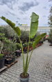 Ravenala Madagascariensis