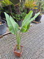 Ravenala Madagascariensis výška 130-200 cm 3Lt.