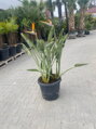 Strelitzia Reginae