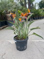 Strelitzia Reginae