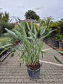 Strelitzia Reginae - strelícia kráľovská 