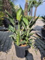 Strelitzia Reginae - strelícia kráľovská 100-120cm