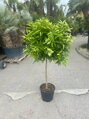 Citrus reticulata - mandarínka 15L