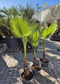 Washingtonia Robusta 120 - 140 cm