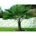 Trachycarpus Fortunei - 10ks semien