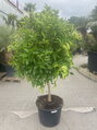 Citrus sinensis - pomarančovník 70L