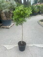 Citrus sinensis - pomarančovník 15L výška 120-130cm
