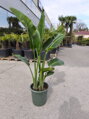 Strelitzia Nicolai - výška 125 -150 cm 