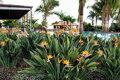 Strelitzia Reginae - strelícia kráľovská 100-120cm
