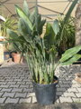 Strelitzia Reginae - strelícia kráľovská 100-120cm
