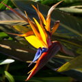 Strelitzia Reginae - strelícia kráľovská 120-140cm 50L