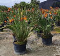 Strelitzia Reginae - strelícia kráľovská 100-120cm