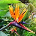 Strelitzia Reginae - strelícia kráľovská 120-140cm 50L