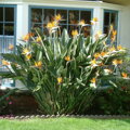 Strelitzia Reginae - strelícia kráľovská 120-140cm 50L